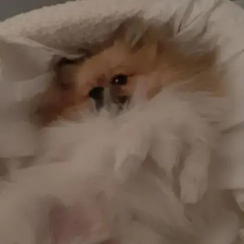 Pomeranian