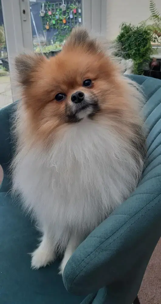 Pomeranian