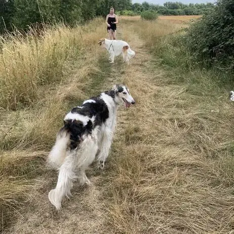 Borzoi