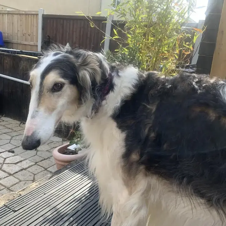 Borzoi