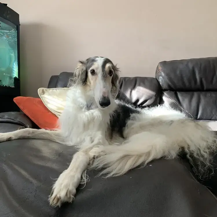 Borzoi