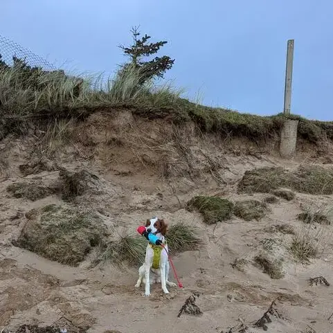 Irish Red and White Setter