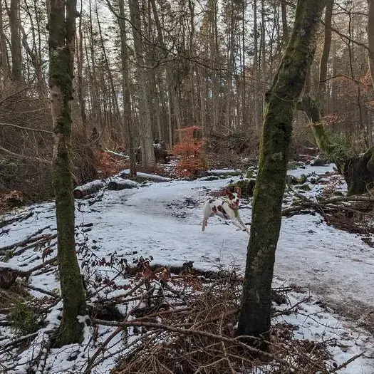 Irish Red and White Setter