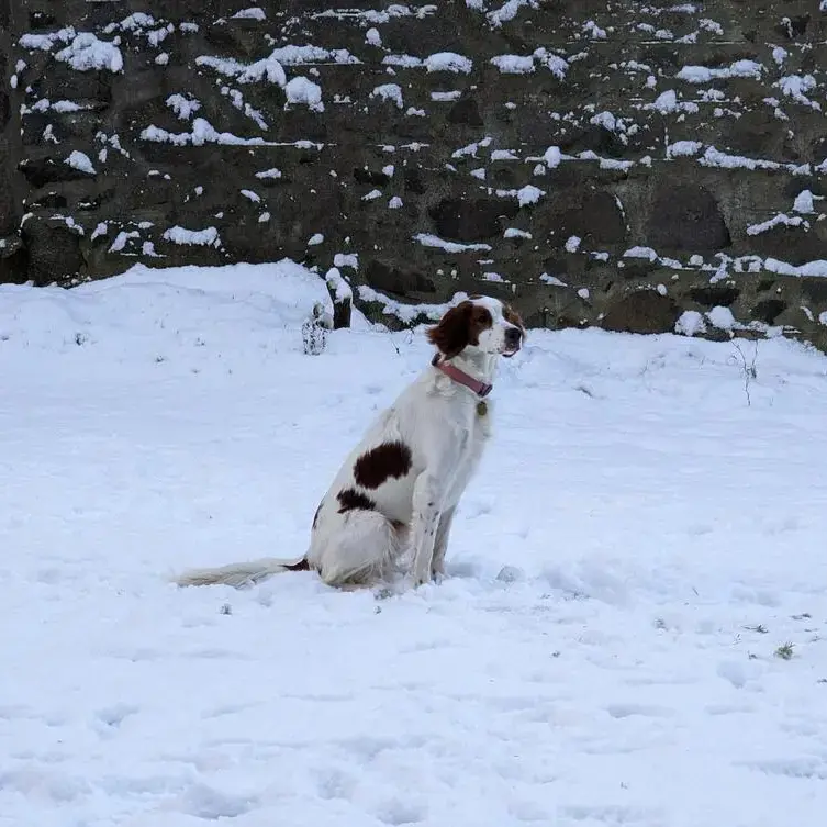 Irish Red and White Setter