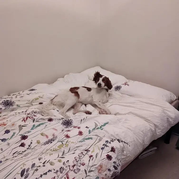 Irish Red and White Setter