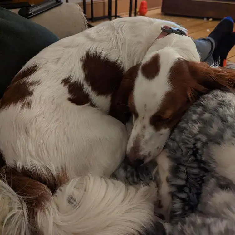 Irish Red and White Setter