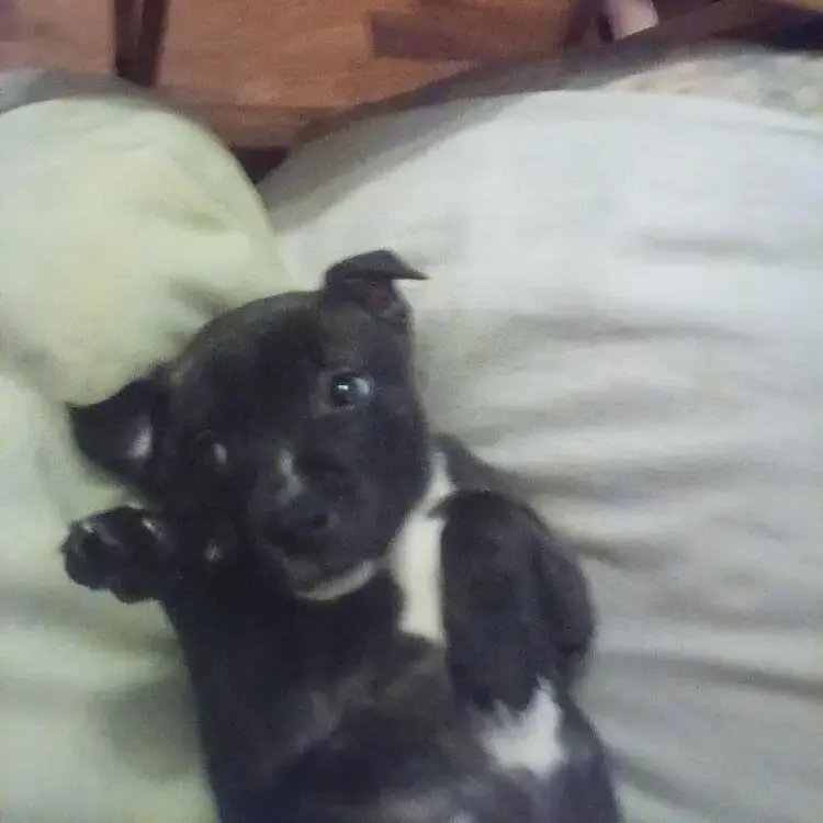 Staffordshire Bull Terrier