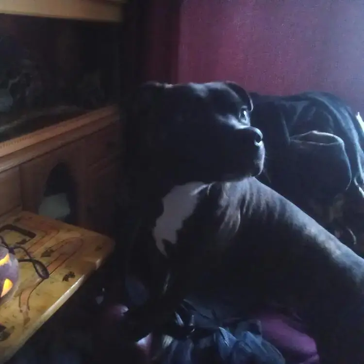 Staffordshire Bull Terrier