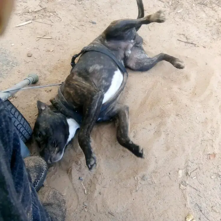 Staffordshire Bull Terrier