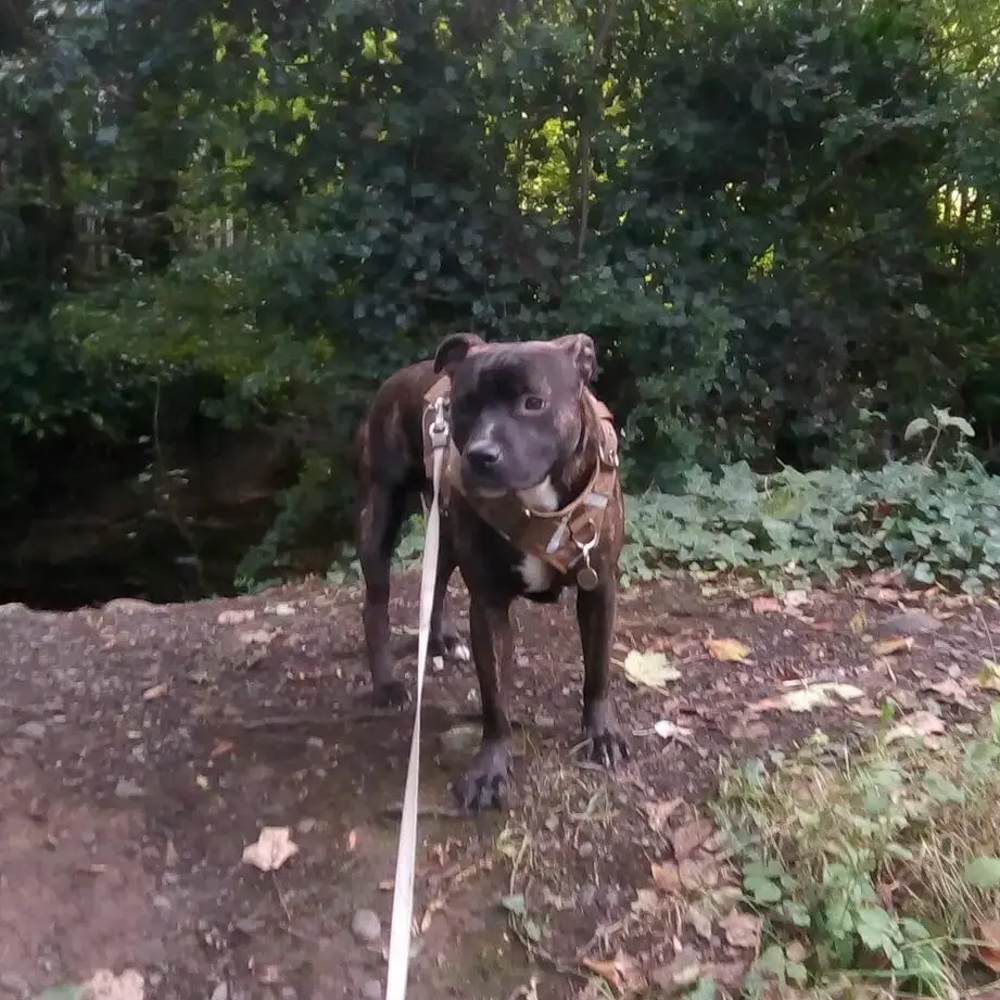 Staffordshire Bull Terrier