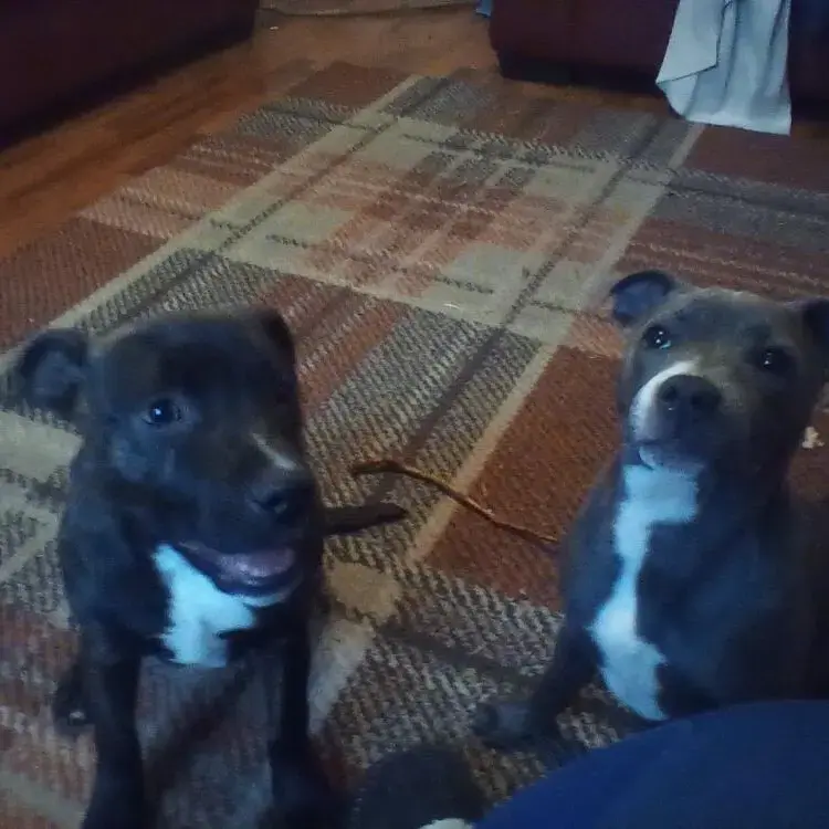 Staffordshire Bull Terrier