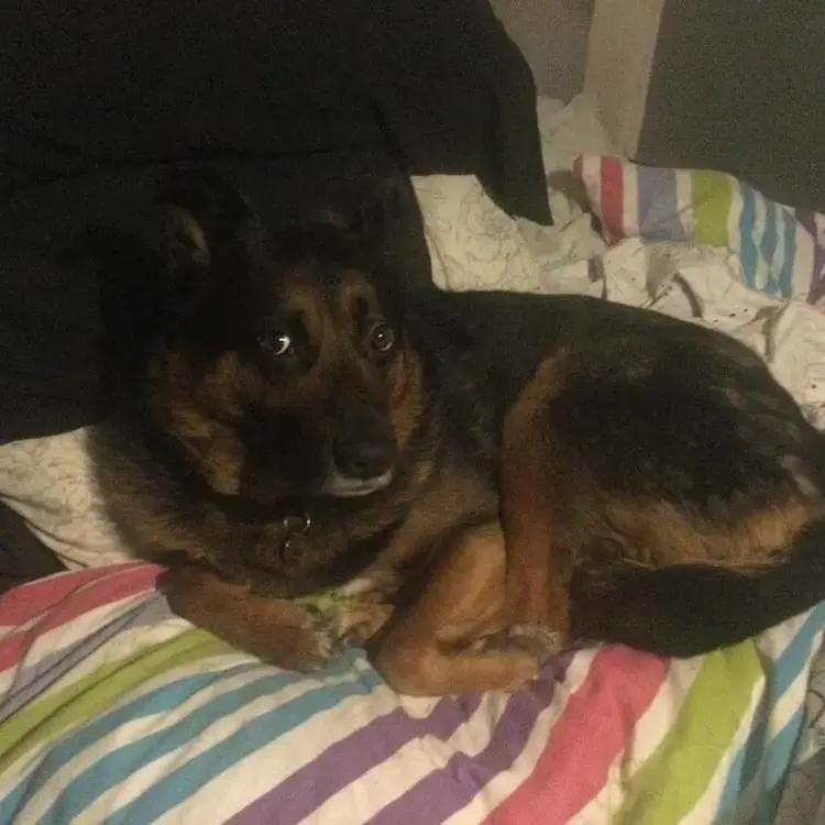 German Shepherd Dog