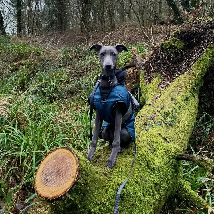 Whippet