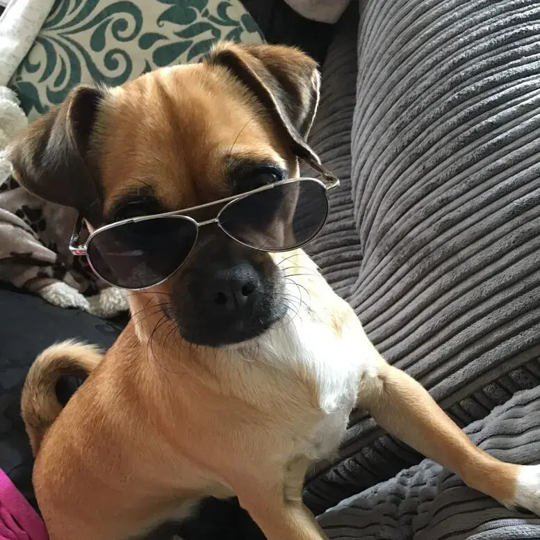 Pug