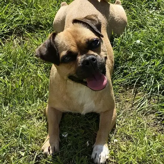 Pug