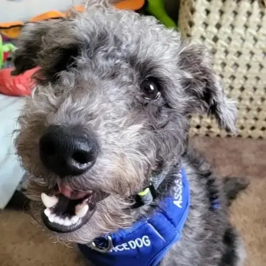 Bedlington Terrier