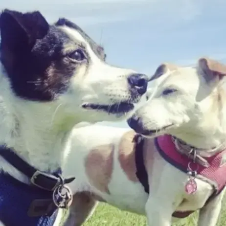 Jack Russell Terrier