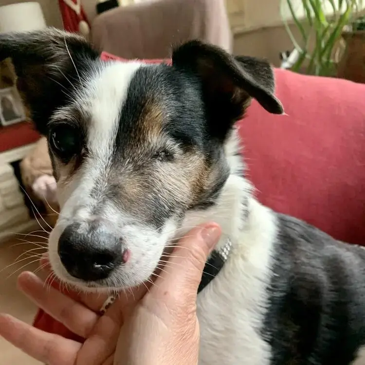 Jack Russell Terrier