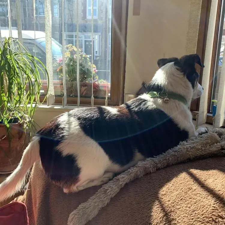 Jack Russell Terrier