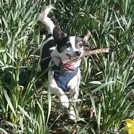 Jack Russell Terrier