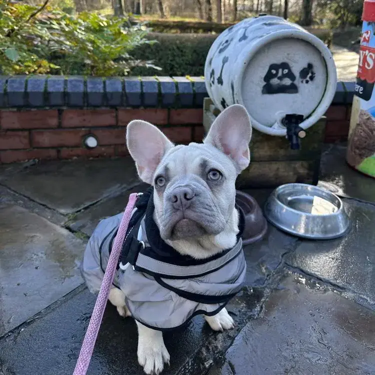 French Bulldog