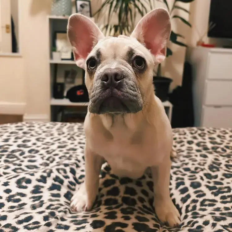 French Bulldog
