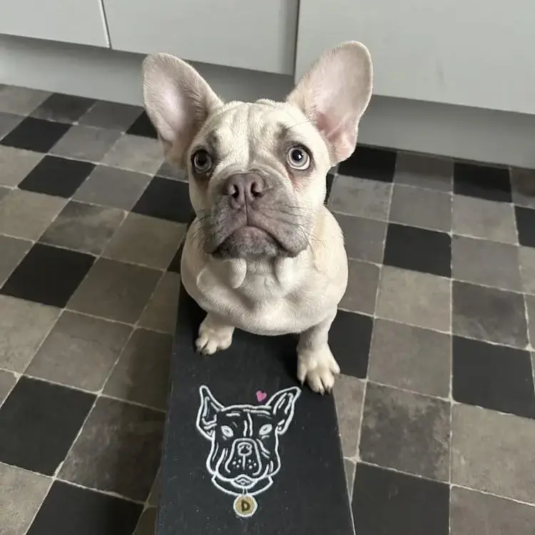 French Bulldog