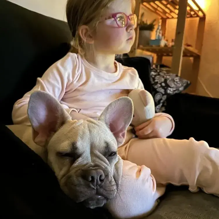 French Bulldog