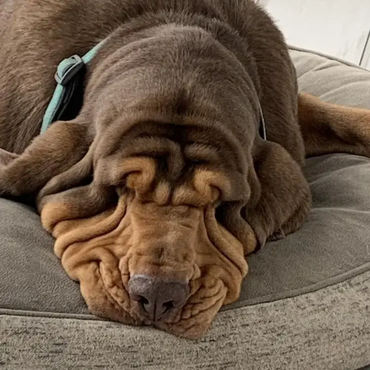 Bloodhound