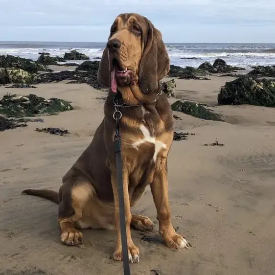 Bloodhound