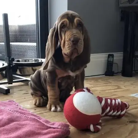 Bloodhound