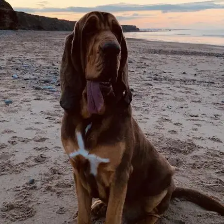 Bloodhound