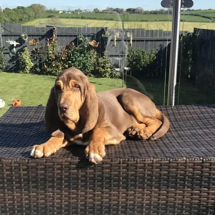 Bloodhound