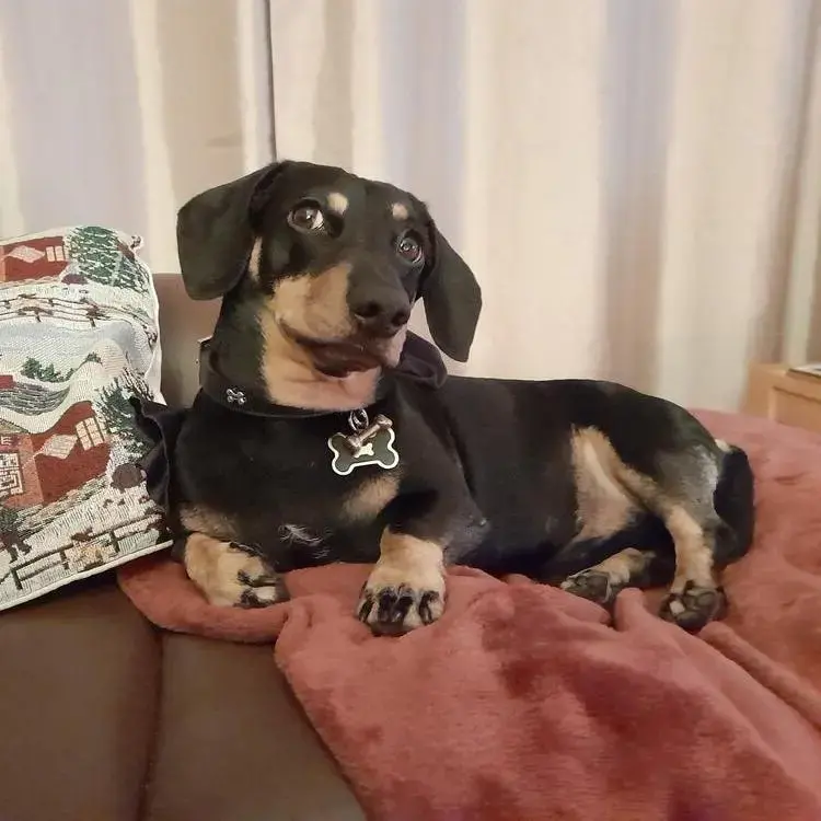 Dachshund (Miniature Long-Haired)