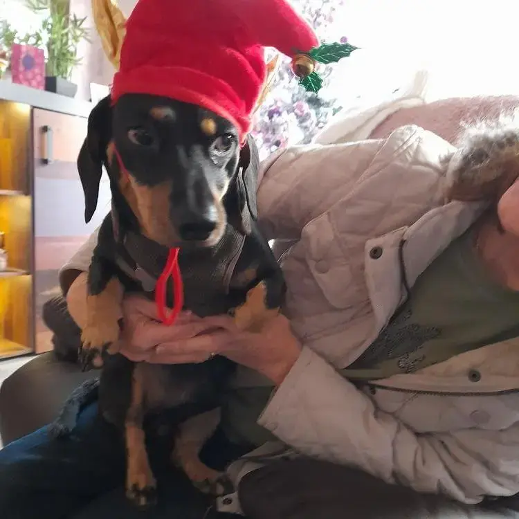 Dachshund (Miniature Long-Haired)