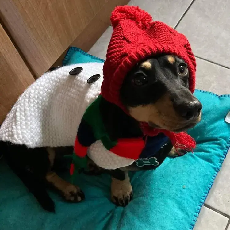 Dachshund (Miniature Long-Haired)