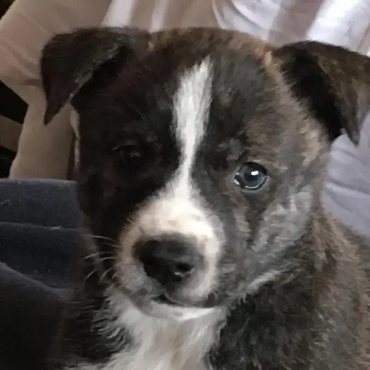 Siberian Husky