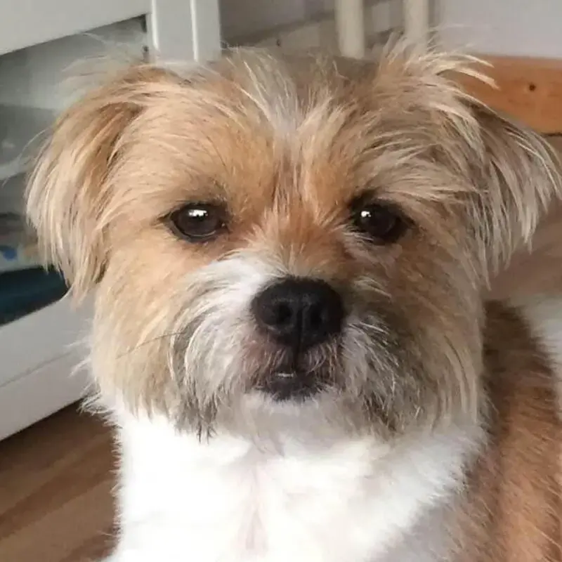 Jack Russell Terrier