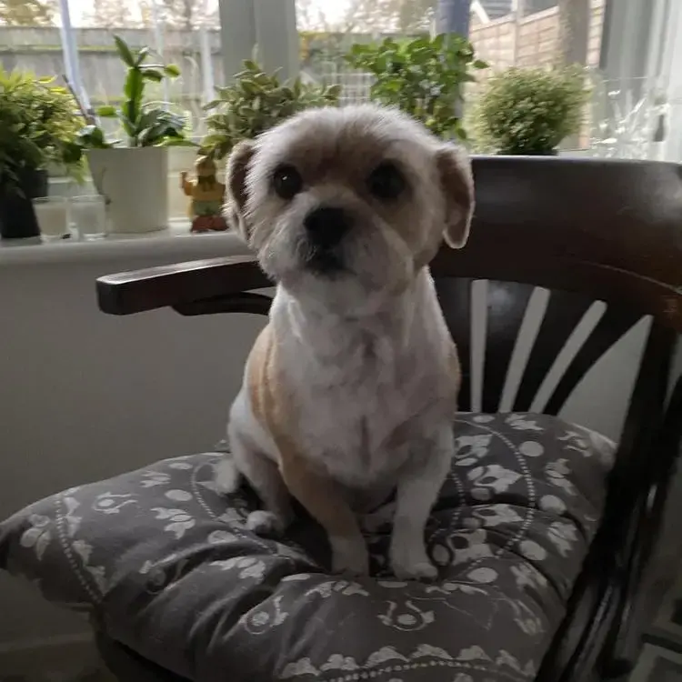 Jack Russell Terrier