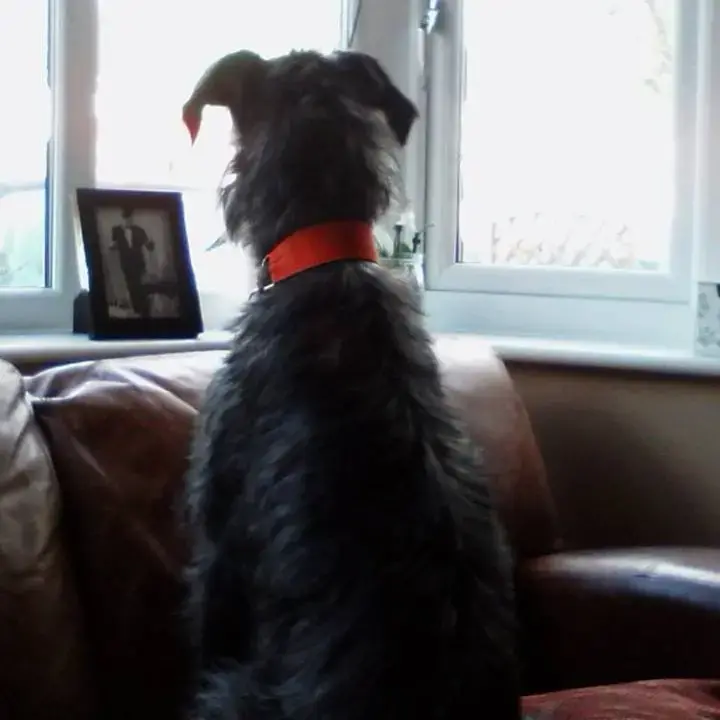 Lurcher