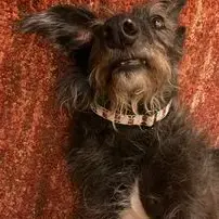 Lurcher