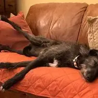 Lurcher