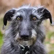Lurcher