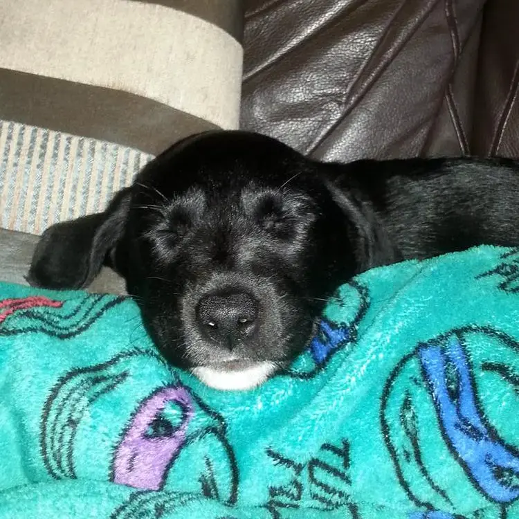 Labrador Retriever
