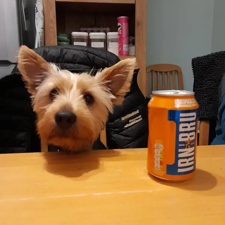 Yorkshire Terrier