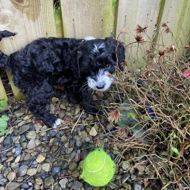 Cockapoo