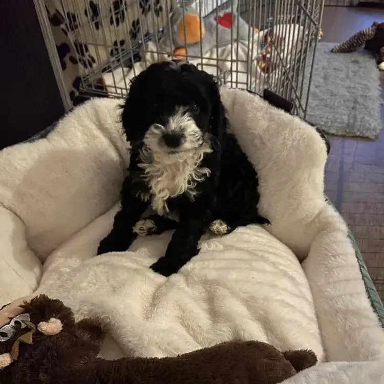 Cockapoo