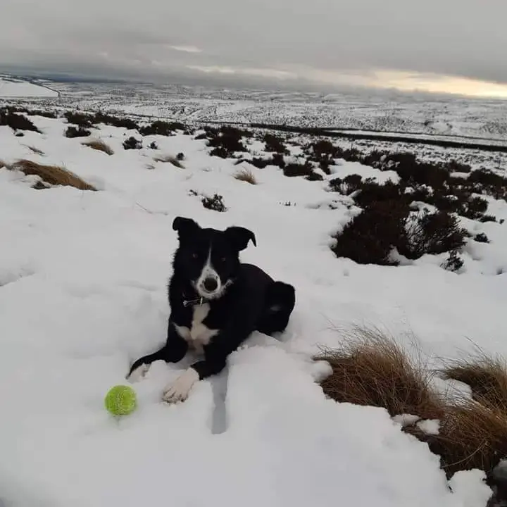 Border Collie