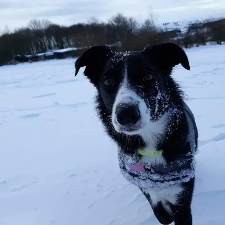 Border Collie