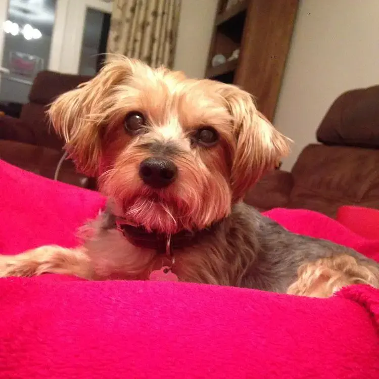 Yorkshire Terrier